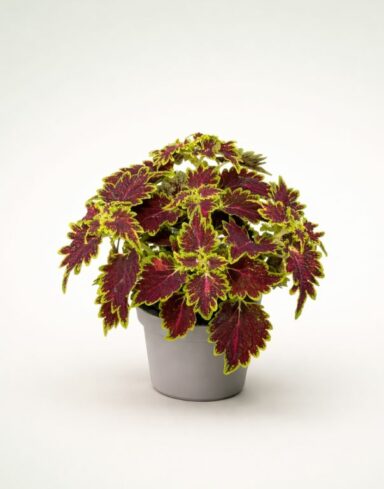 Coleus Bourbon