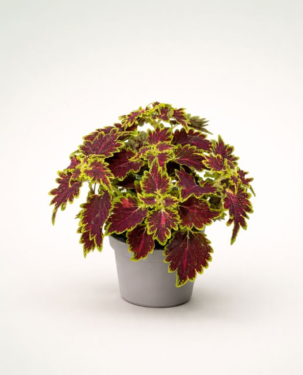 Coleus Bourbon