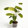 Maranta leuconeura Noid taille M pot 12cm