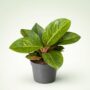 Aglaonema Apple Green