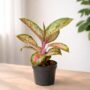 aglaonema painted celebration