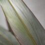 Zingiber Officinalis Alpinia Silver