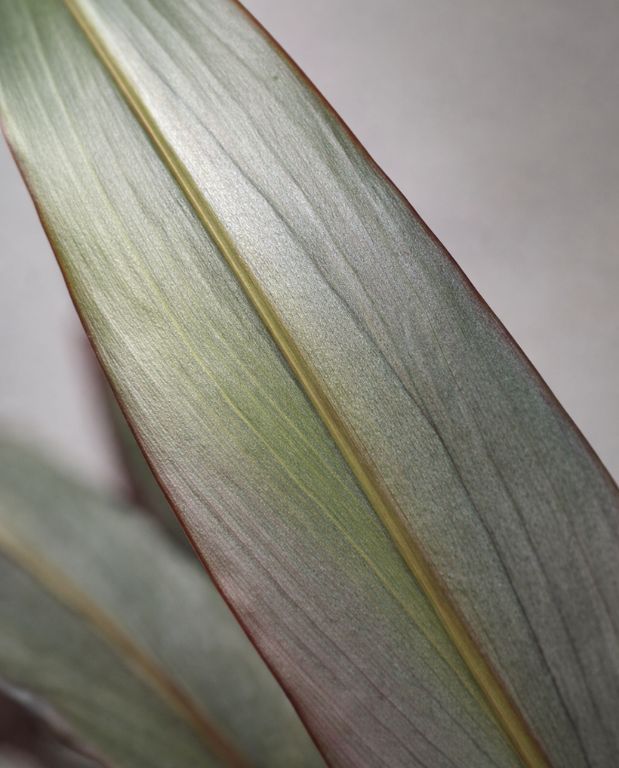 Zingiber Officinalis Alpinia Silver