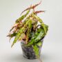 Begonia Rex Amphioxus