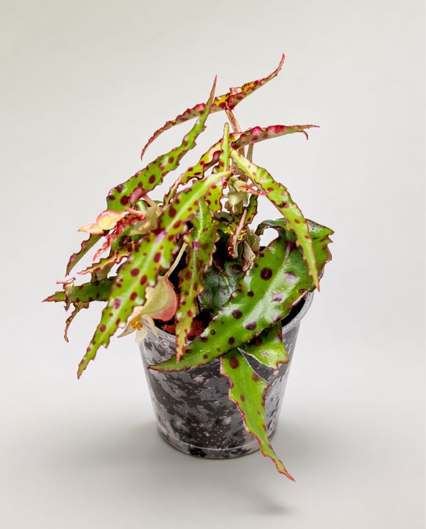 Begonia Rex Amphioxus