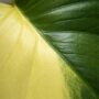 Monstera Deliciosa Aurea detail feuilles jaunes