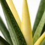 Sansevieria Comet Chrysantha Lemon
