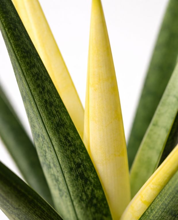 Sansevieria Comet Chrysantha Lemon