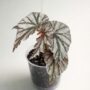 Begonia Looking Glass