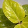 Schefflera Actinophylla Golden Amate