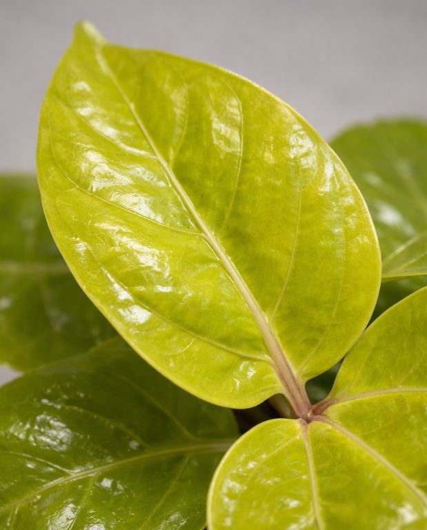 Schefflera Actinophylla Golden Amate