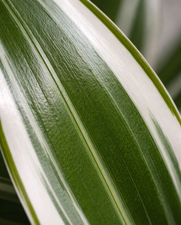Dracaena Compacta White Jewel
