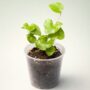 Dioscorea Elephantipes - Pied d'éléphant - Plante Tortue