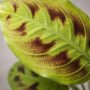 Maranta leuconeura Noid detail feuilles