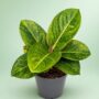 Aglaonema Apple Green