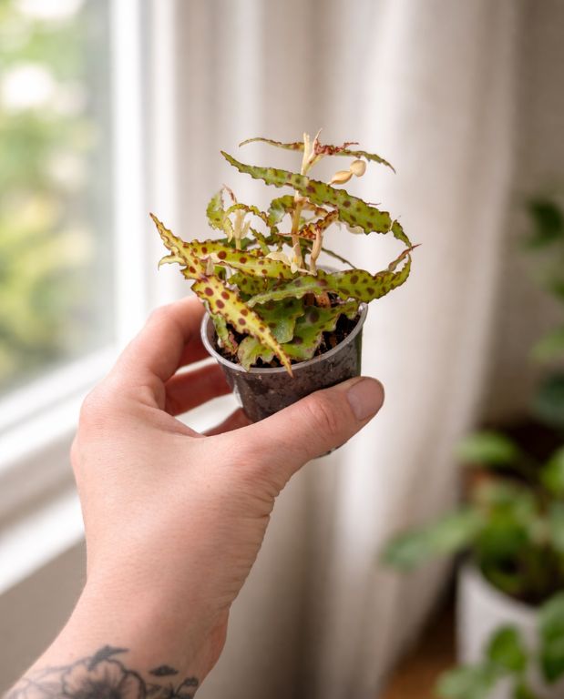 Begonia Rex Amphioxus