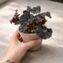 Begonia Dark Mambo