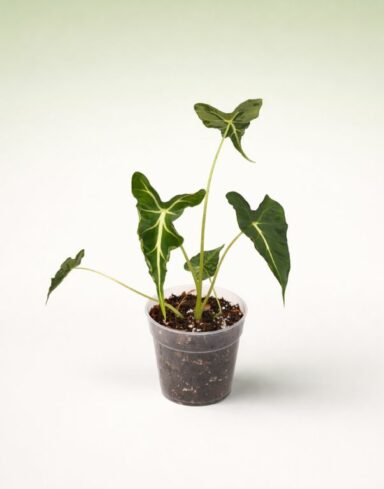 Alocasia Frydek Tattoo