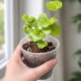 Dioscorea Elephantipes - Pied d'éléphant - Plante Tortue mains