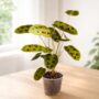 Maranta leuconeura Noid dans un salon