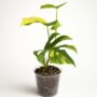 Monstera Deliciosa Aurea