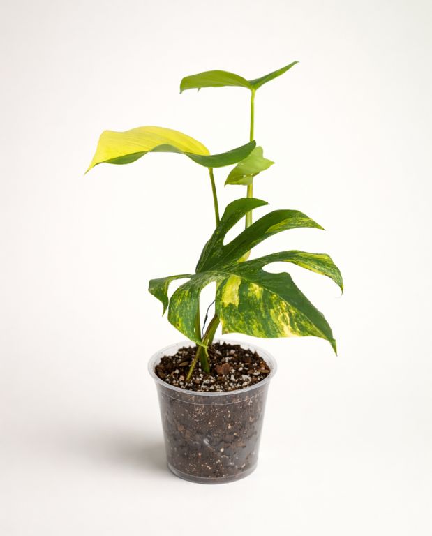 philodendron birkin wiki Birkin' Philodendron – Jardineries Botanix main image 0