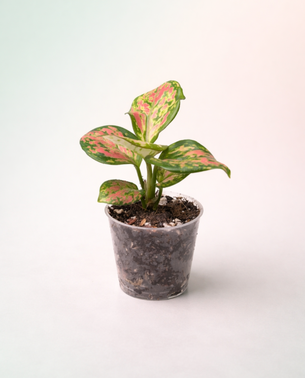 Aglaonema Lucky Red