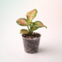 Aglaonema Lucky Red