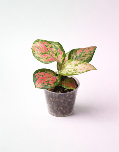 Aglaonema Lucky Red