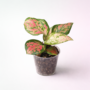 Aglaonema Lucky Red