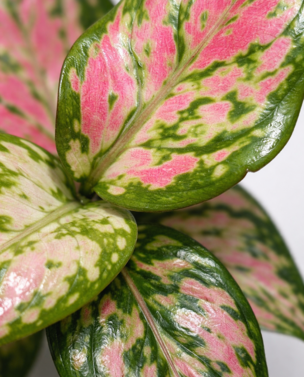Aglaonema Lucky Red