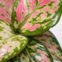 Aglaonema Lucky Red