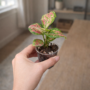 Aglaonema Lucky Red