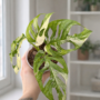 Monstera Adansonii Variegata