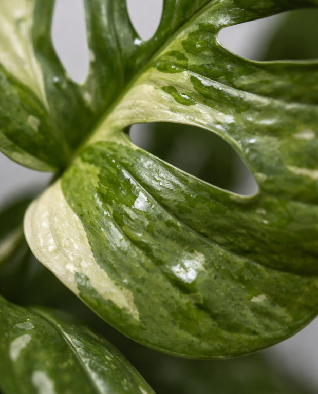 Monstera Adansonii Variegata