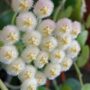 fleurs de porcelaine Hoya Lacunosa Snow Leopard