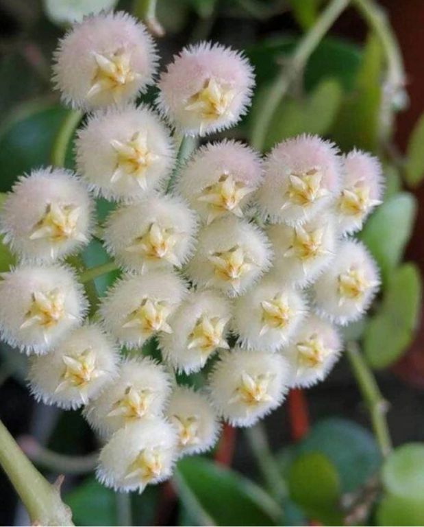 fleurs de porcelaine Hoya Lacunosa Snow Leopard