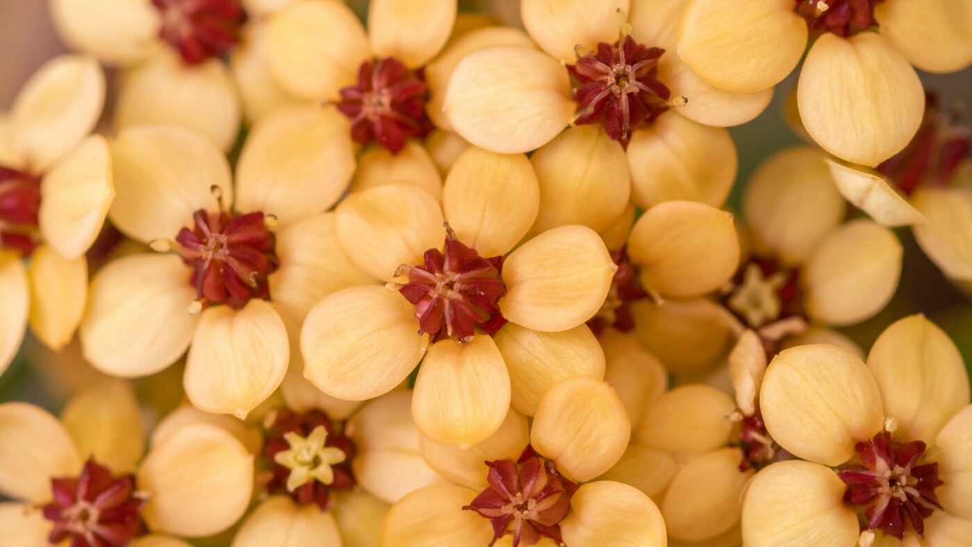 les 10 hoya les plus recherchées