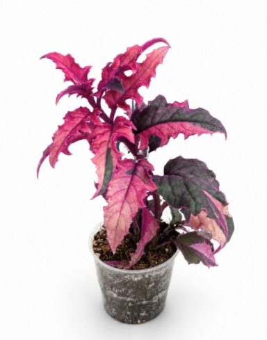Gynura Purple Passion Variegata