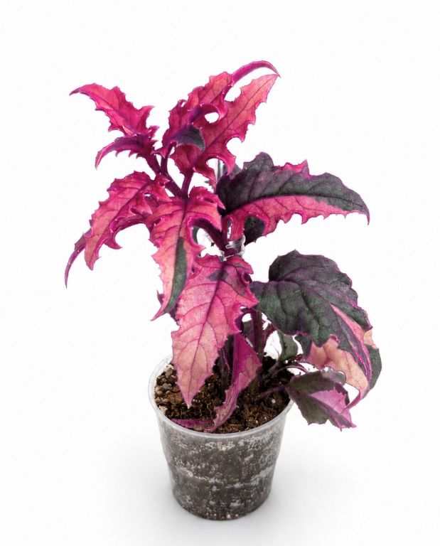Gynura Purple Passion Variegata