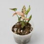 Syngonium Pink Rolli