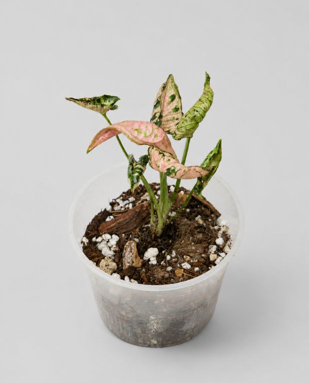 Syngonium Pink Rolli