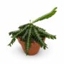 Biophytum sensitivum Zenkeri