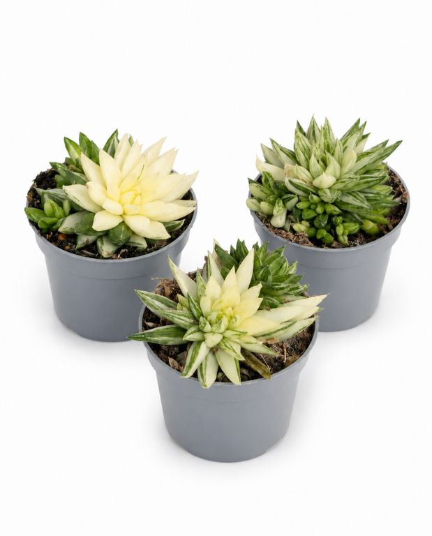 Haworthia Marumiana Variegata