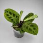 Maranta Leuconeura Golden Veins