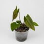 Anthurium Napo