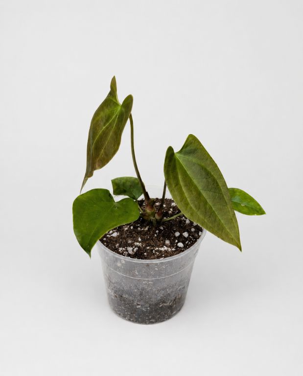 Anthurium Napo
