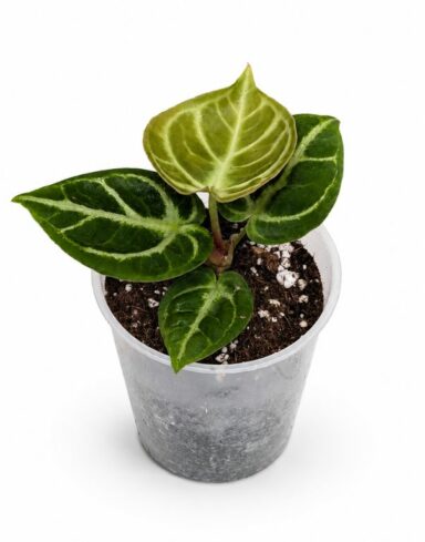 Anthurium Dorayaki