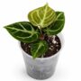Anthurium Dorayaki