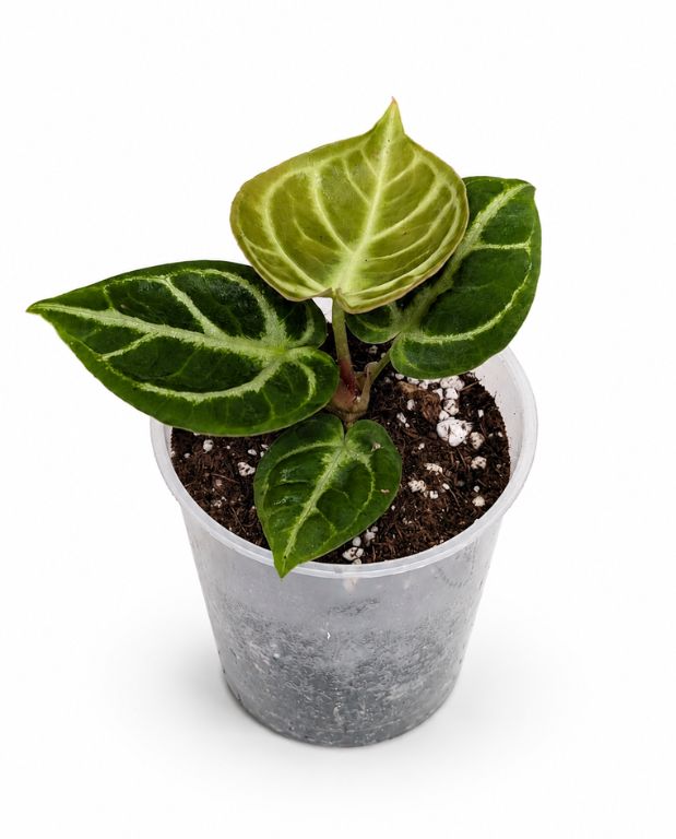 Anthurium Dorayaki